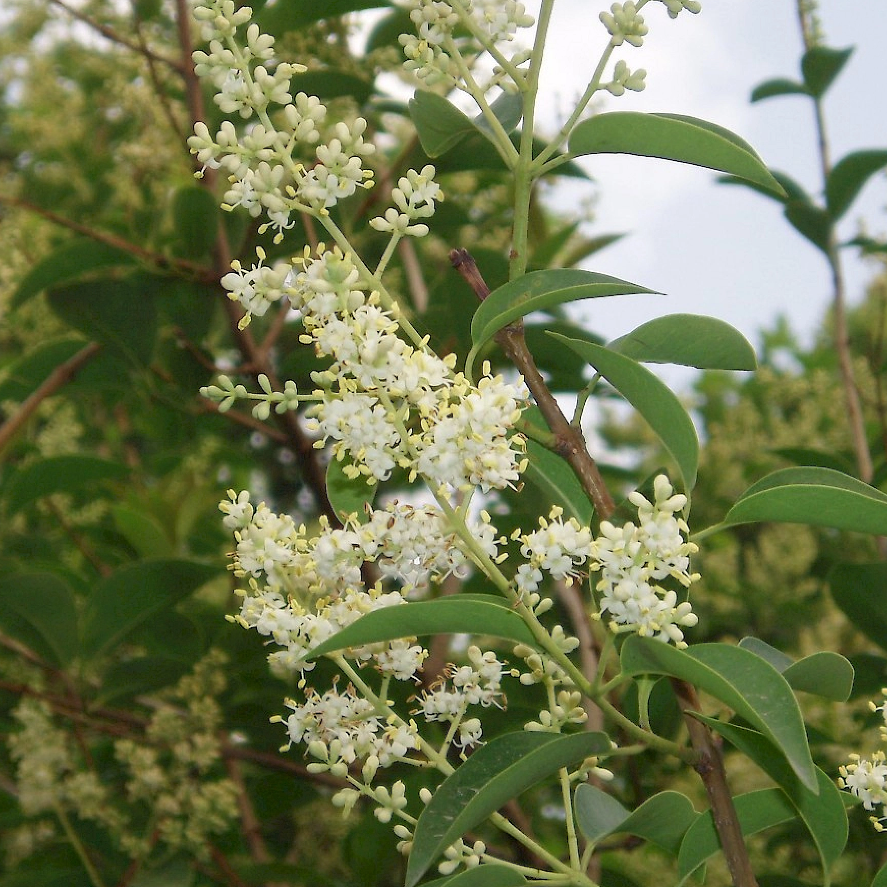 تطبيق Ligustrum Lucidum في إضافات الأعلاف النباتية الطبيعية النقية