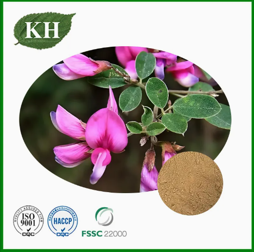 مستخلص ليسبيديزا كابيتاتا الطبيعي مع 0.2% 0.4% كيمبفريترين