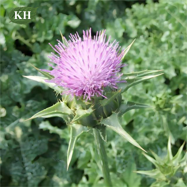 Milk thistle شوك الحليب