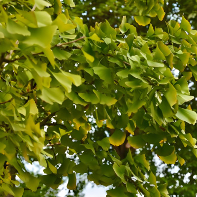 مستخلص Ginkgo Biloba